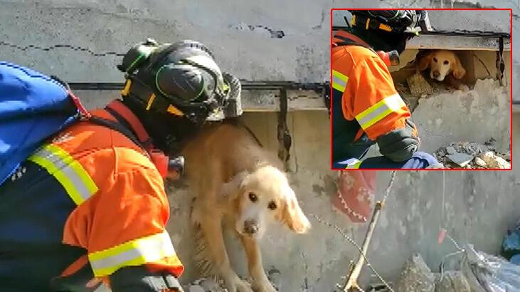 Portekiz’den gelen ekip Antakya’da bir köpeği kurtardı