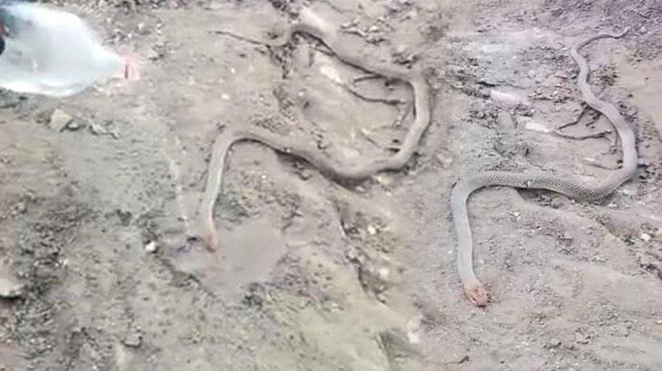Bitkin haldeki dev yılanı su vererek kendine getirmeye çalıştılar