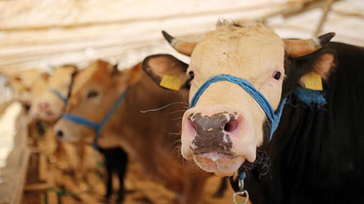 Hastalarla yaşlılar Kurban Bayramı’nda nasıl beslenmeli? Bakan Koca paylaştı