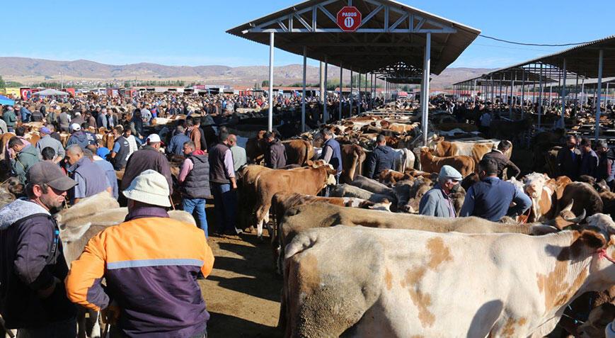 Sivas’ta şap hastalığı paniği! Kurban pazarı açılmayacak
