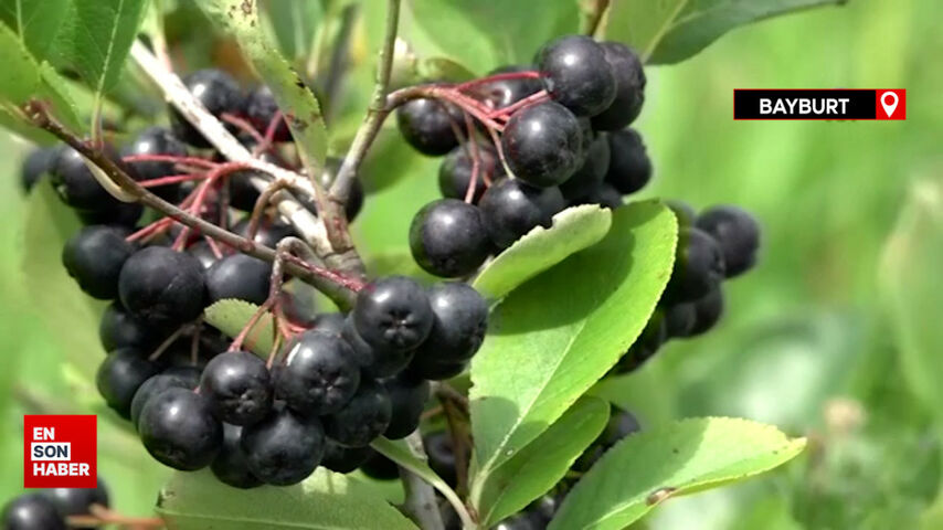 Bayburtlu çiftçilerin yeni gelir kapısı: Aronya