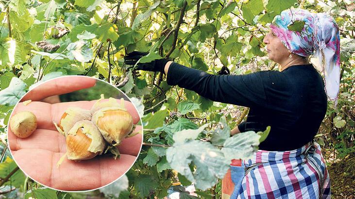 Fındıkta 3 dolar sınırı aşıldı