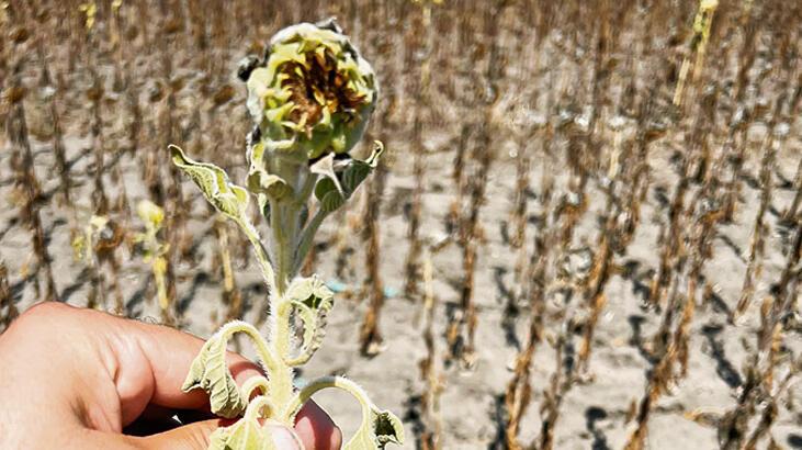 Kuraklık kabusu! Günebakan geceye döndü