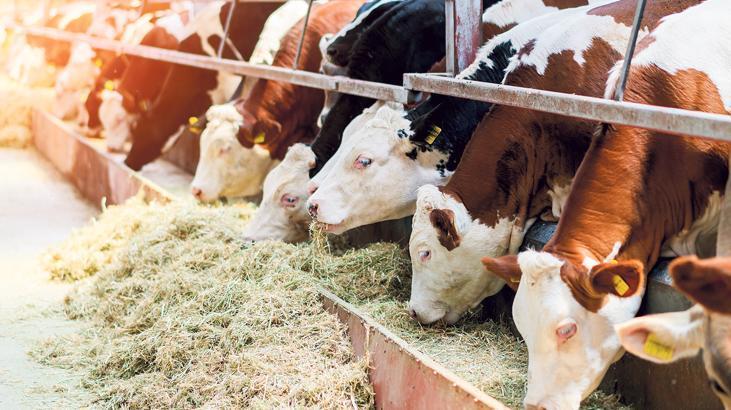 Danaya gen dopingi! Hem et hem süt üretimi artacak