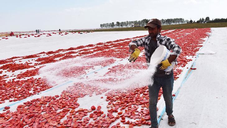 İtalya ve Avrupa’dan talep yağıyor! Bitlis’ten kurutmalık domates