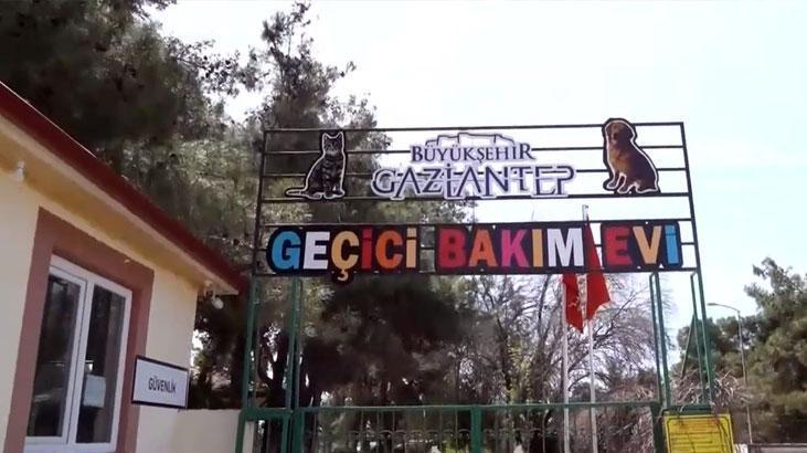 Başıboş sokak köpekleri ile ilgili tartışmalar sürüyor! Gaziantep Büyükşehir Belediyesi örnek oldu