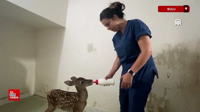 Bolu’da yaralı bulunan kızıl geyik yavrusuna özenle bakılıyor