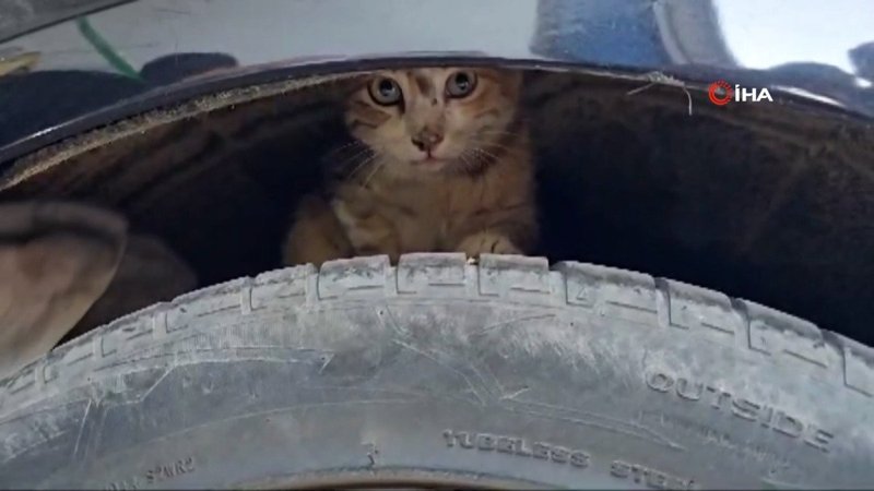Diyarbakır’da aracın altında sıkışan kedi sanayide çıkarıldı