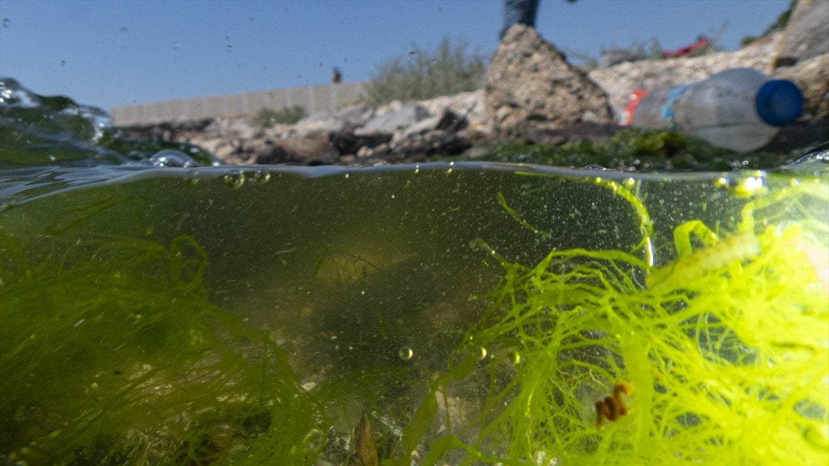 İzmir Körfezi’ndeki kirlilik fotoğraf karelerine yansıdı
