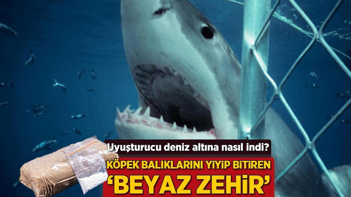 Uyuşturucu deniz altına nasıl indi? Köpek balıklarını yiyip bitiren ‘beyaz zehir’