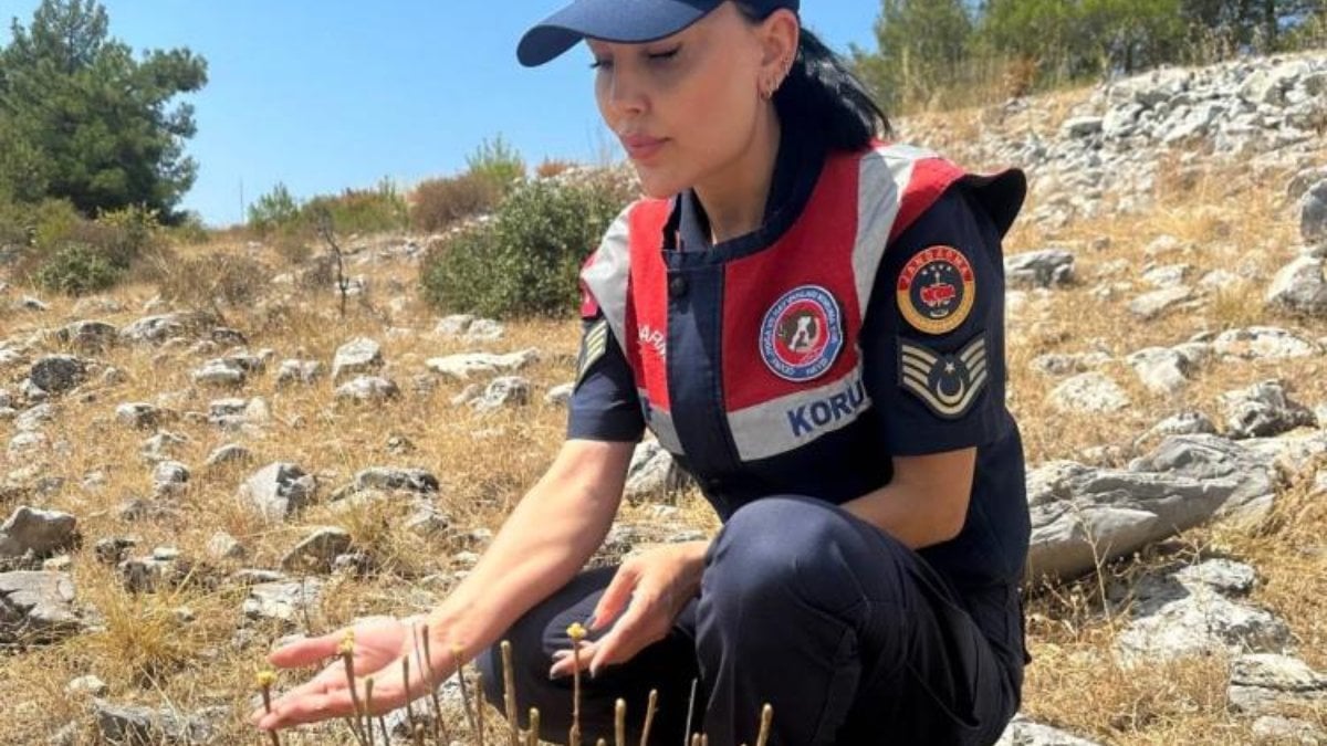 Aydın’da Ölmez Çiçeği’ni koparmanın cezası arttı