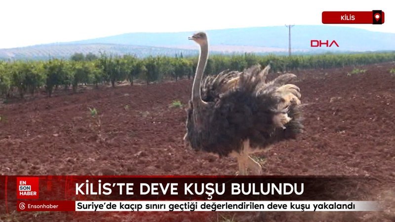 Kilis’te deve kuşu bulundu