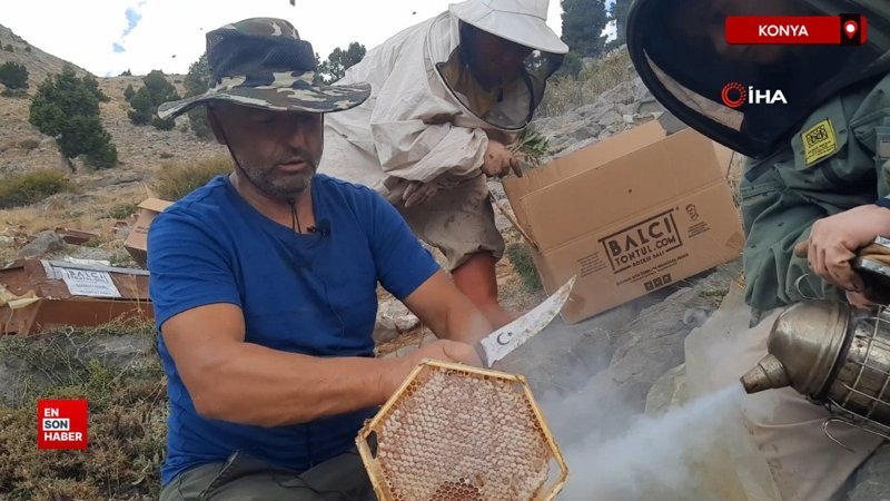 Konya’da ayı korkusundan ballar erken hasat edildi
