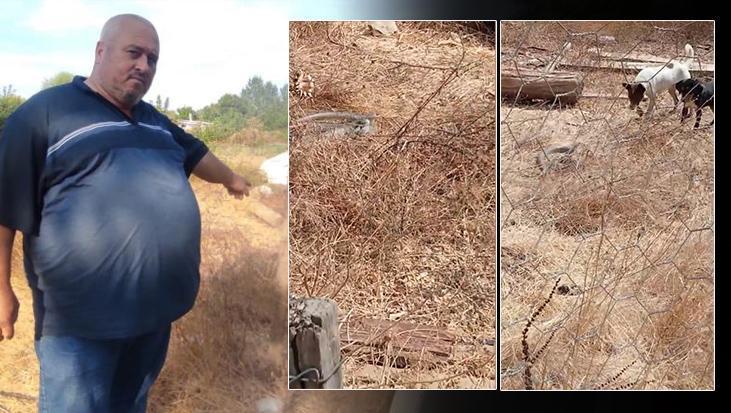 Yılanın videosunu çekmek istedi, büyük şok yaşadı